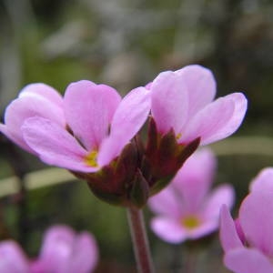 Photographie n°2135942 du taxon Androsace halleri L.