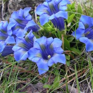 Photographie n°2135949 du taxon Gentiana acaulis L. [1753]