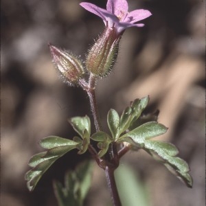 Photographie n°2135952 du taxon Geranium robertianum L. [1753]