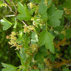 Photographie n°2135967 du taxon Ribes alpinum L. [1753]