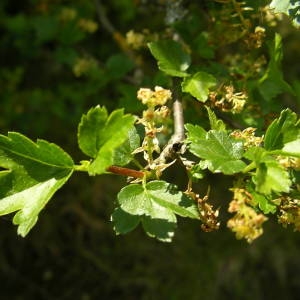 Photographie n°2135968 du taxon Ribes alpinum L. [1753]