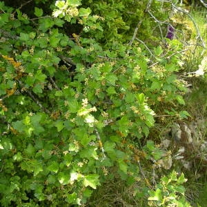 Photographie n°2135969 du taxon Ribes alpinum L. [1753]