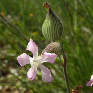 Photographie n°2135977 du taxon Silene conica L. [1753]