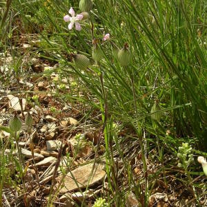 Photographie n°2135978 du taxon Silene conica L. [1753]