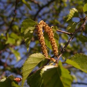 Photographie n°2135980 du taxon Betula pubescens Ehrh. [1791]