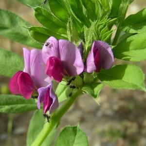 Photographie n°2135983 du taxon Vicia sativa L. [1753]