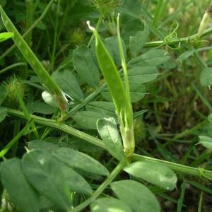 Photographie n°2135984 du taxon Vicia sativa L. [1753]