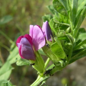 Photographie n°2135985 du taxon Vicia sativa L. [1753]