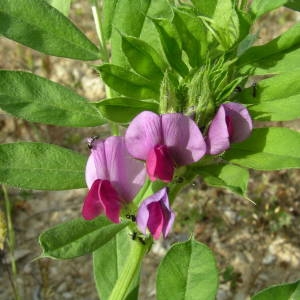 Photographie n°2135987 du taxon Vicia sativa L. [1753]