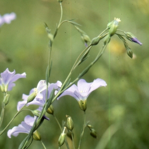  - Linum alpinum Jacq. [1762]