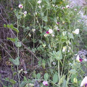 Photographie n°2136045 du taxon Lathyrus oleraceus subsp. biflorus (Raf.) H.Schaef., Coulot & Rabaute [2016]