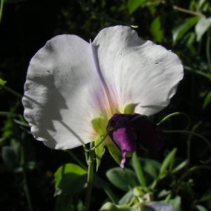 Photographie n°2136048 du taxon Lathyrus oleraceus subsp. biflorus (Raf.) H.Schaef., Coulot & Rabaute [2016]