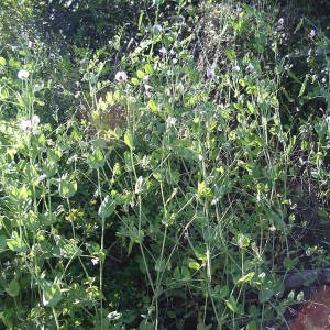 Photographie n°2136049 du taxon Lathyrus oleraceus subsp. biflorus (Raf.) H.Schaef., Coulot & Rabaute [2016]