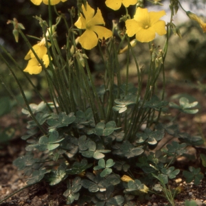 Photographie n°2136050 du taxon Linum campanulatum L. [1753]