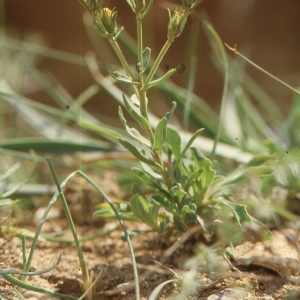 Photographie n°2136052 du taxon Linum campanulatum L. [1753]