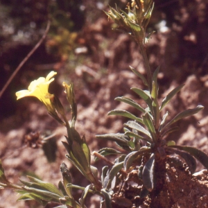 Photographie n°2136054 du taxon Linum campanulatum L. [1753]