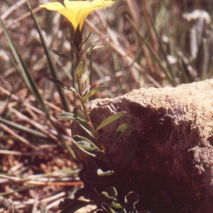 Photographie n°2136056 du taxon Linum campanulatum L. [1753]