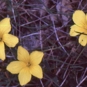 Photographie n°2136057 du taxon Linum campanulatum L. [1753]