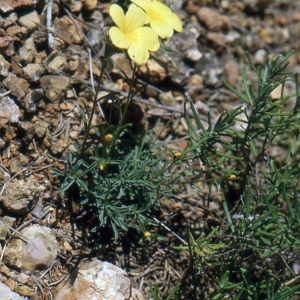 Photographie n°2136059 du taxon Linum campanulatum L. [1753]