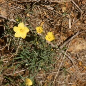 Photographie n°2136060 du taxon Linum campanulatum L. [1753]