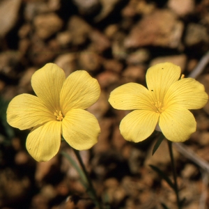 Photographie n°2136061 du taxon Linum campanulatum L. [1753]