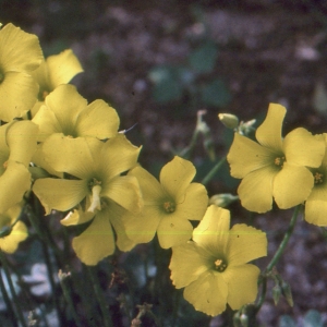 Photographie n°2136062 du taxon Linum campanulatum L. [1753]