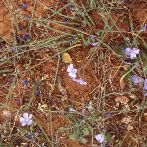 Photographie n°2136066 du taxon Linum leonii F.W.Schultz [1838]