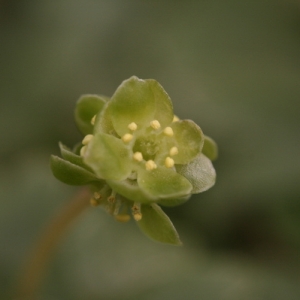 Photographie n°2136089 du taxon Adoxa moschatellina L. [1753]