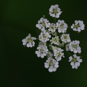 Photographie n°2136092 du taxon Aethusa cynapium L. [1753]