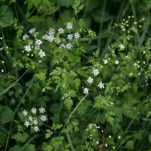 Photographie n°2136093 du taxon Aethusa cynapium L. [1753]