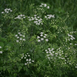 Photographie n°2136094 du taxon Aethusa cynapium L. [1753]