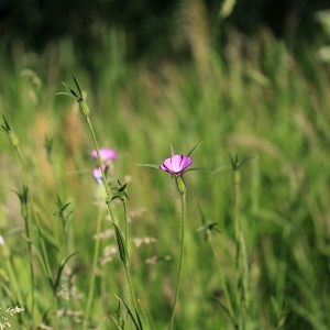 Photographie n°2136100 du taxon Agrostemma githago L. [1753]