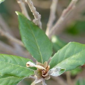 Photographie n°2136102 du taxon Elaeagnus L. [1753]