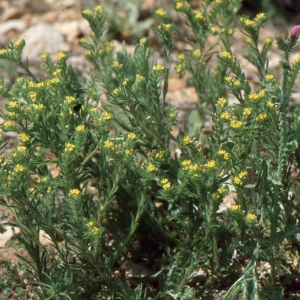 Photographie n°2136114 du taxon Linum strictum L. [1753]