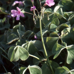 Photographie n°2136128 du taxon Oxalis articulata Savigny [1798]