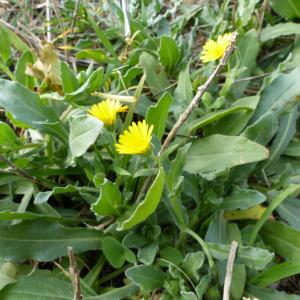 Photographie n°2136137 du taxon Calendula arvensis L. [1763]