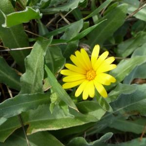 Photographie n°2136138 du taxon Calendula arvensis L. [1763]