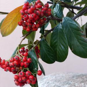  - Cotoneaster coriaceus Franch. [1890]