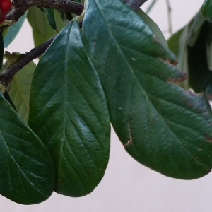  - Cotoneaster coriaceus Franch. [1890]