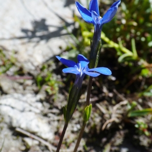 Photographie n°2136155 du taxon Gentiana rostanii Reut. ex Verl. [1872]