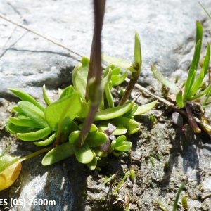 Photographie n°2136157 du taxon Gentiana rostanii Reut. ex Verl. [1872]