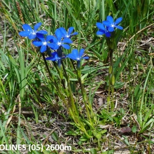  - Gentiana rostanii Reut. ex Verl. [1872]