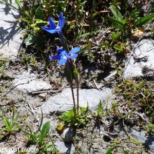  - Gentiana rostanii Reut. ex Verl. [1872]