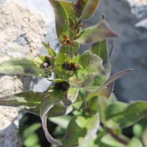 Photographie n°2136169 du taxon Buglossoides gastonii (Benth.) I.M.Johnst. [1954]