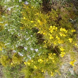 Photographie n°2136178 du taxon Ulex europaeus L. [1753]