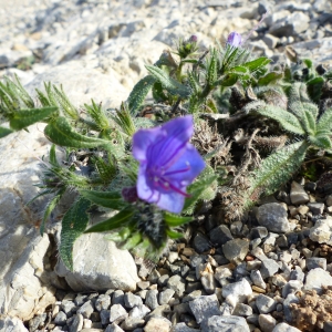 Photographie n°2136186 du taxon Echium vulgare L. [1753]