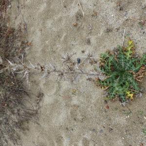 Photographie n°2136188 du taxon Scolymus hispanicus L. [1753]