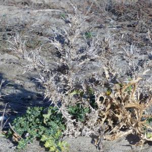 Photographie n°2136189 du taxon Scolymus hispanicus L. [1753]