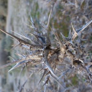 Photographie n°2136190 du taxon Scolymus hispanicus L. [1753]