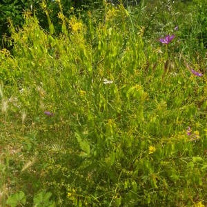 Photographie n°2136202 du taxon Isatis tinctoria L. [1753]